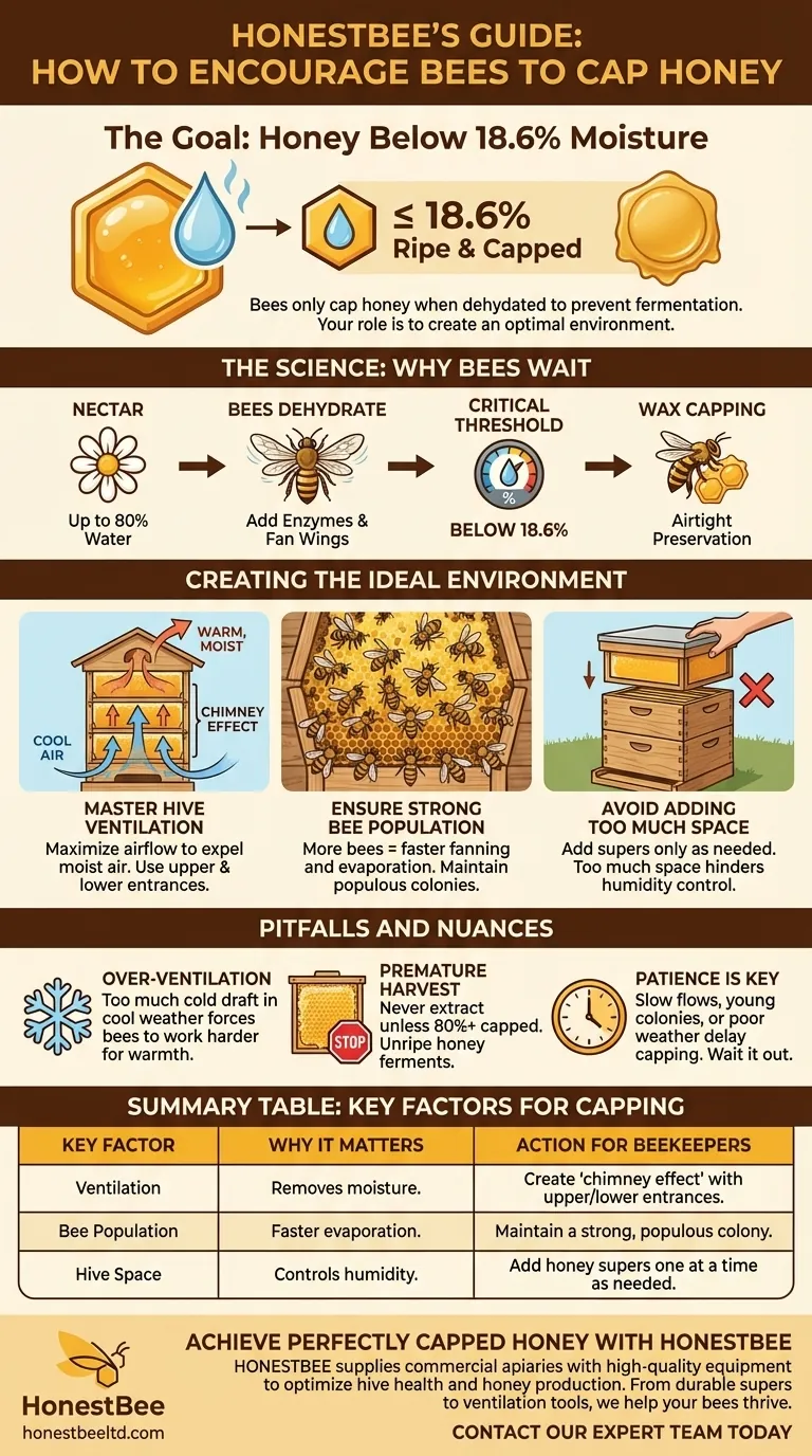 벌이 꿀을 봉개하도록 장려하는 방법은 무엇인가요? 완벽한 수확을 위한 벌통 환경 최적화 시각적 가이드