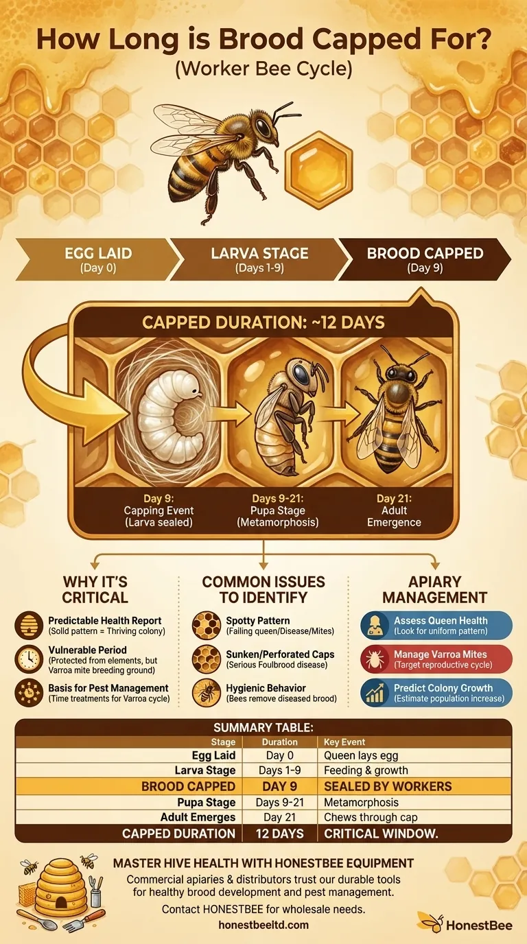 Por quanto tempo a cria permanece operculada? A Chave de 12 Dias para a Saúde e Produtividade da Colmeia Guia Visual