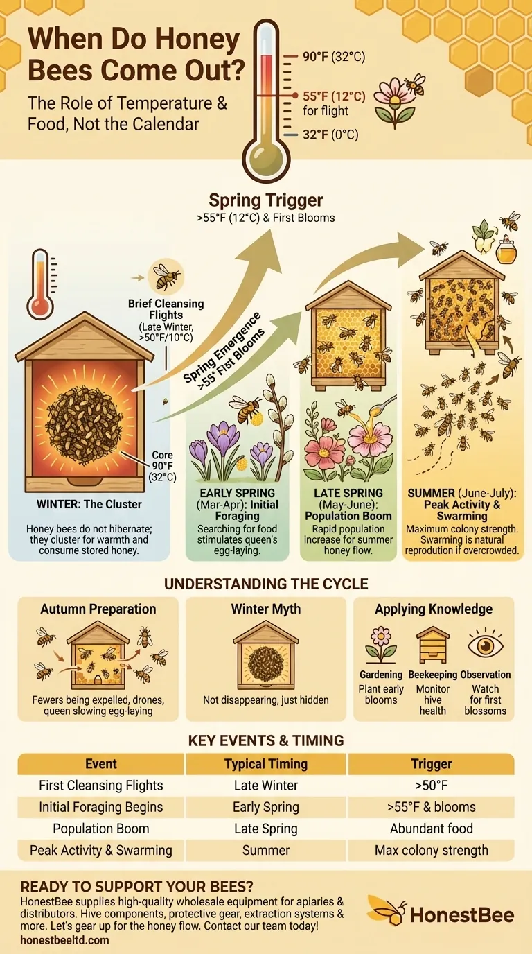 What month do honey bees come out? Understand Their Spring Emergence & Activity Cycle Visual Guide