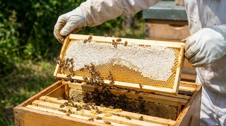 Quand dois-je retirer mes hausses à miel ? Récolter au moment idéal pour un miel de qualité