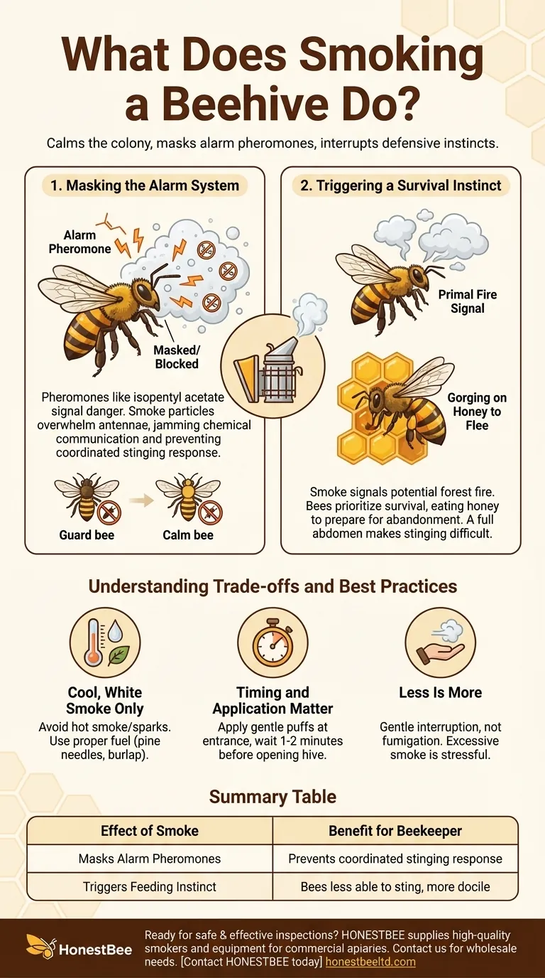 Qu'est-ce que le fait de fumer une ruche apporte ? Un guide de l'apiculteur pour calmer votre colonie Guide Visuel