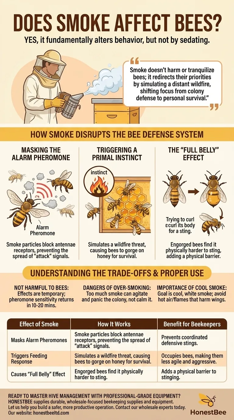 هل يؤثر الدخان على النحل؟ اكتشف سر تهدئة خليتك بأمان دليل مرئي