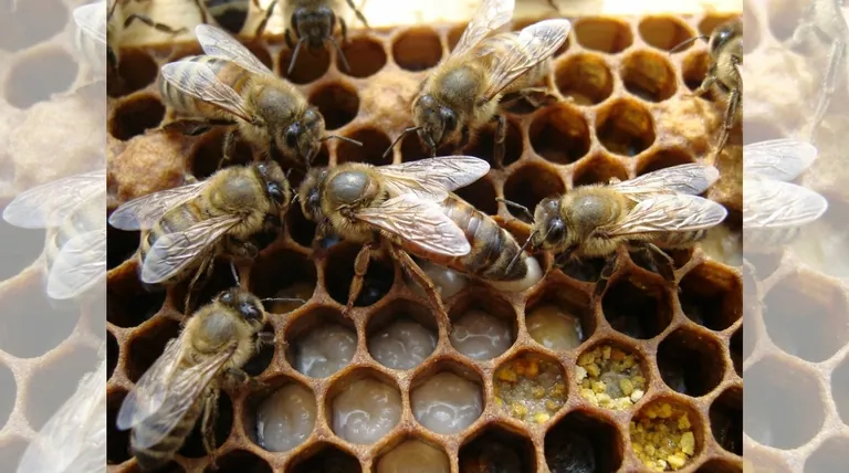 Qual é o dever da abelha rainha em uma colmeia? Garantir a Saúde da Colônia e Maximizar a Produção de Mel