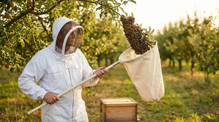 Como os apicultores capturam abelhas? Captura de Enxame Mestre para o Sucesso do Apiário
