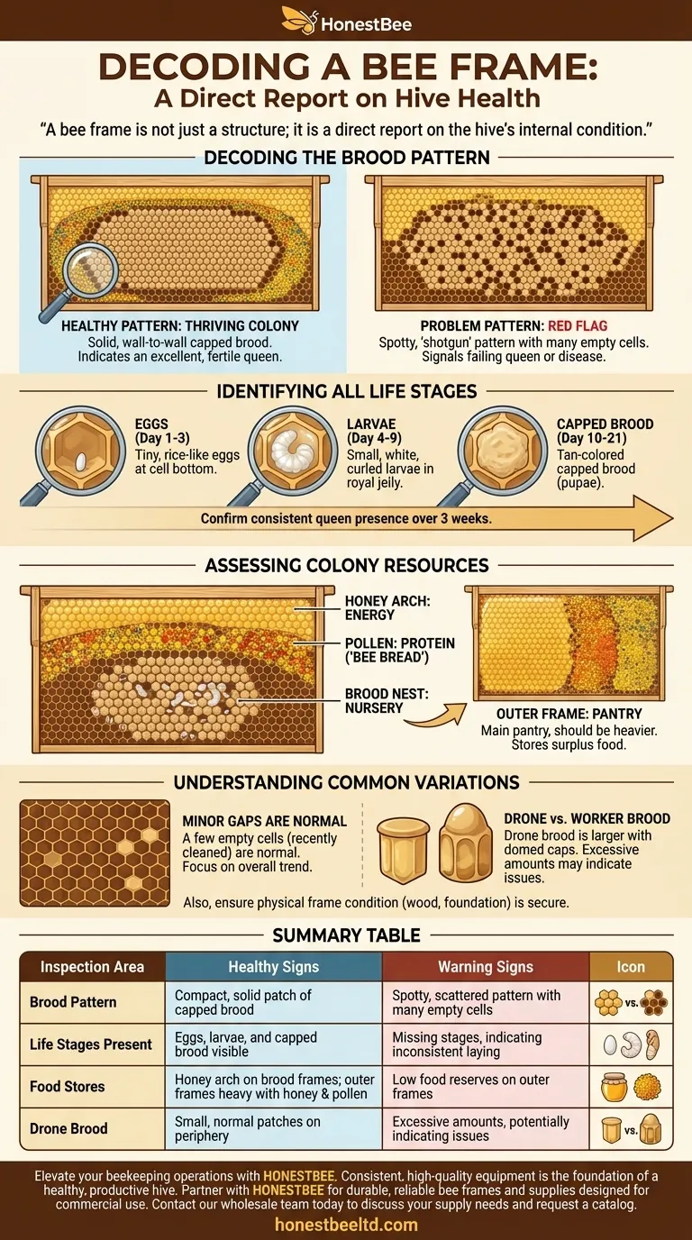¿Qué debo buscar en un cuadro de abejas? Una guía del apicultor para evaluar la salud de la colmena Guía Visual