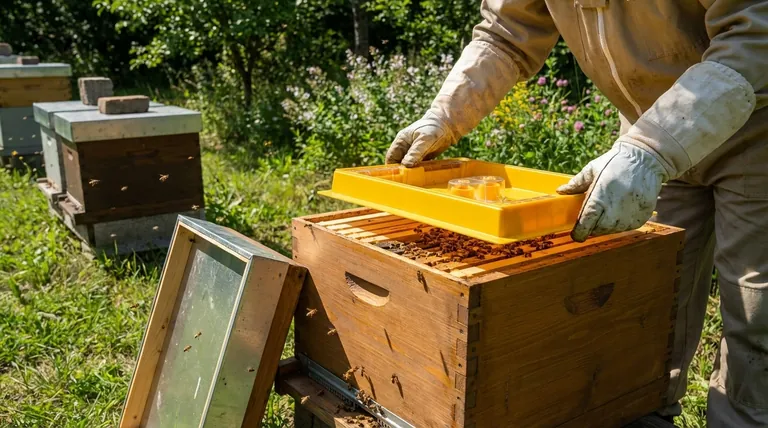 벌 먹이통은 어디에 두어야 할까요? 벌통 안전 및 효율성을 위한 필수 가이드
