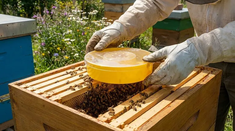 What food is best feeding substitute for bees? Choose the Right Feed for Colony Health