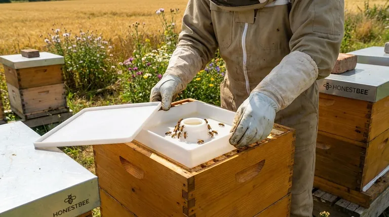 What is the best way to feed bees? A Beekeeper's Guide to Seasonal Success
