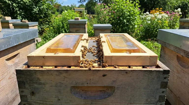 ハイブトップフィーダーの仕組みとは?効率的で大容量の給餌ガイド