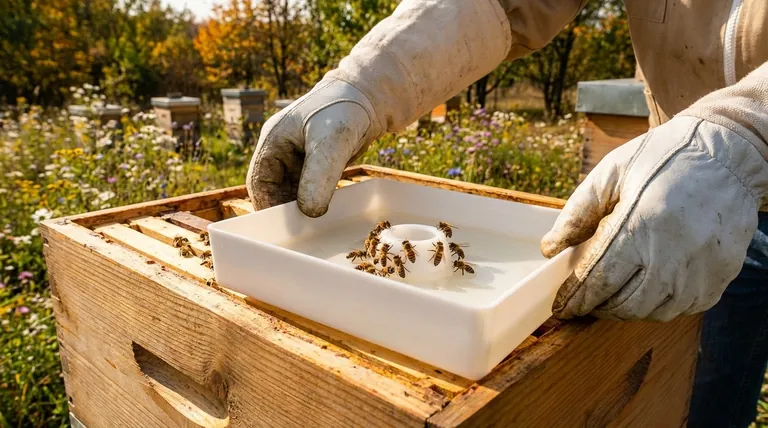Qual é a melhor alimentação para as abelhas? Garanta a Saúde da Colônia com a Nutrição Certa