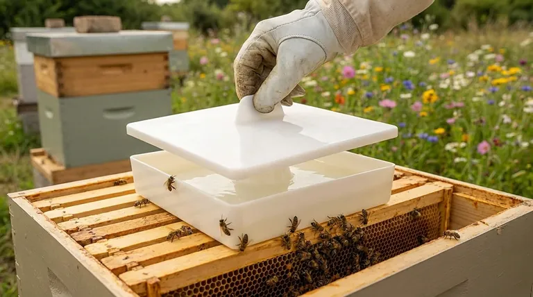 Faut-il donner de l'eau sucrée aux abeilles ? Un guide de nourrissage d'urgence et de santé des abeilles