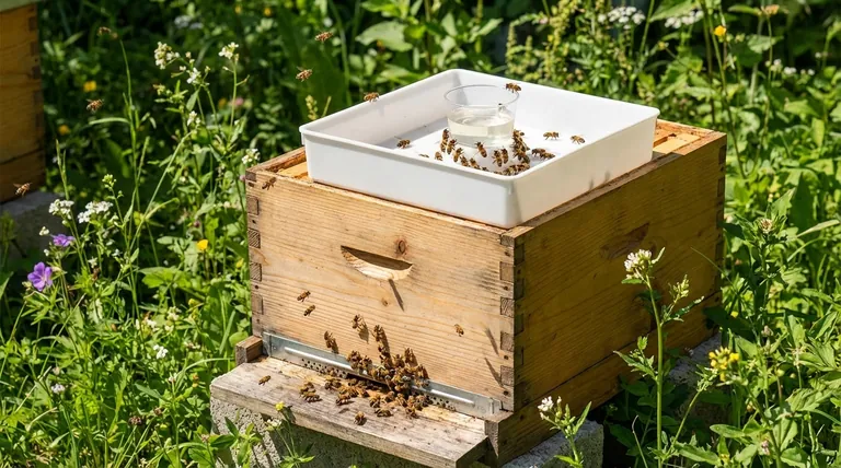 Si può dare alle api troppa acqua zuccherata? Una guida all'alimentazione supplementare responsabile