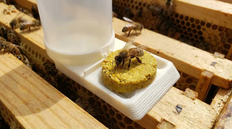 متى يجب أن أطعم النحل حبوب اللقاح؟ التوقيت الاستراتيجي لمستعمرات أقوى