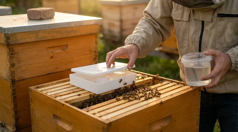 Você pode alimentar abelhas com muito xarope de açúcar? Evite Estes Erros Críticos na Apicultura