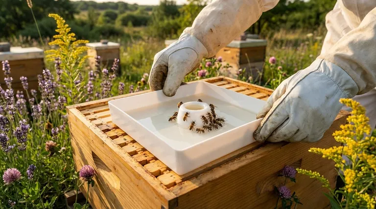 Is sugar mixed with water good for bees? A Guide to Safe & Effective Supplemental Feeding
