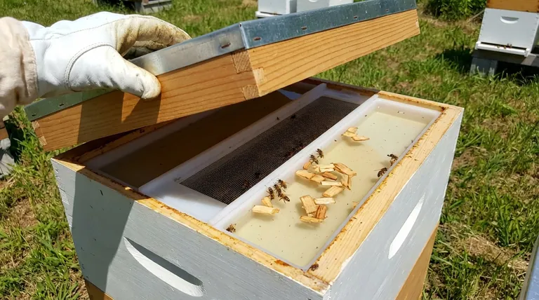 How to feed bees from the top? A Guide to Safe and Efficient Hive Feeding