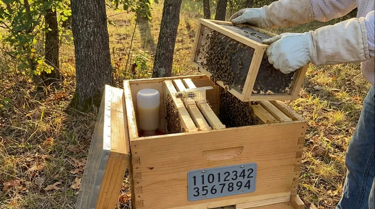 كيف تضع النحل الجديد في الخلية؟ دليل خطوة بخطوة لمستعمرة مزدهرة