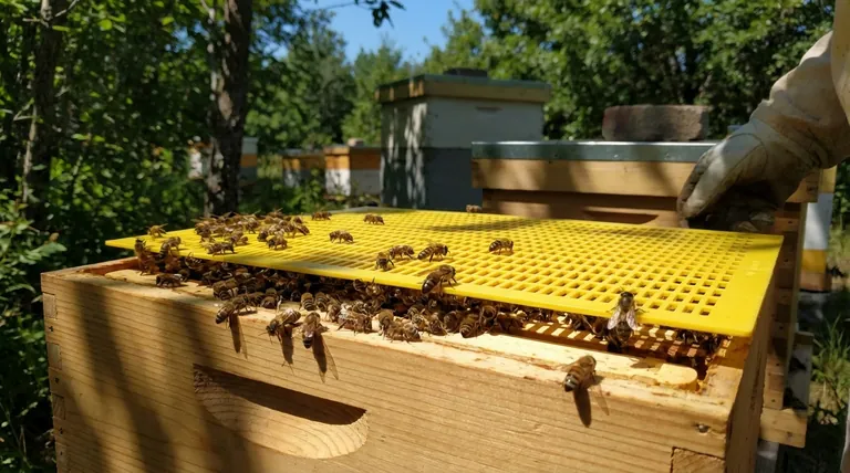 Do commercial beekeepers use queen excluders? The Strategic Trade-Off for Honey Production