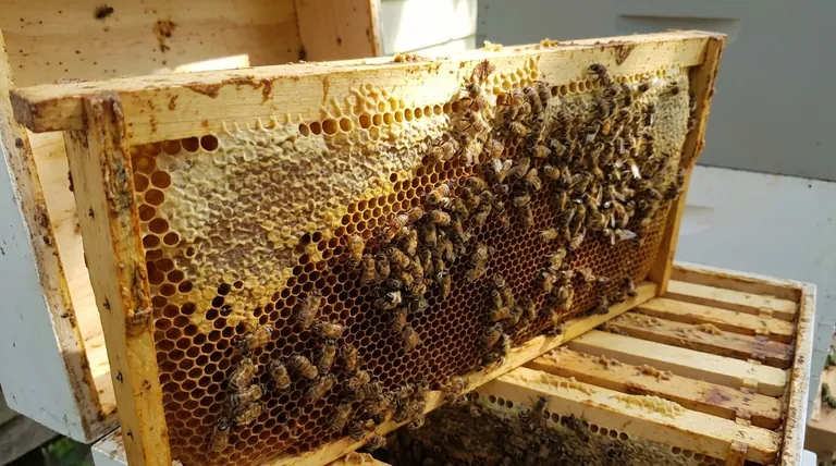 Comment appelle-t-on un cadre d'abeille ? Le rôle du cadre Langstroth dans l'apiculture moderne