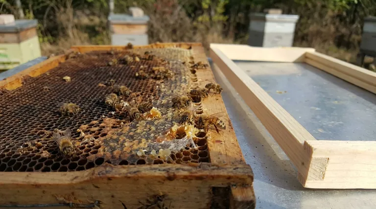 ¿Las abejas melíferas limpiarán los cuadros viejos? Una guía para la reutilización segura y eficiente de cuadros