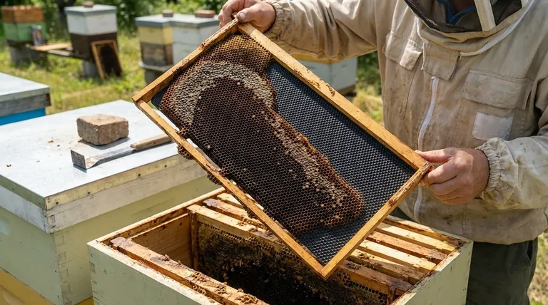 Quand dois-je remplacer mes cadres de ruche ? Un guide proactif pour la santé de la ruche