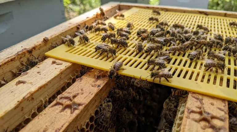 Can a virgin queen bee get through a queen excluder? Uncover the Critical Swarm Risk
