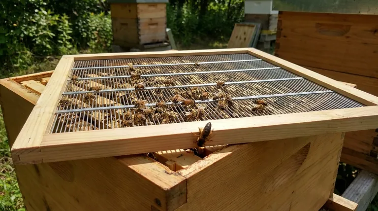 Can a queen get through a queen excluder? A Guide to Preventing Hive Failures