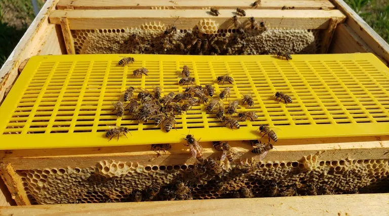 Les séparateurs de reine en plastique fonctionnent-ils ? Une solution rentable pour les ruchers modernes