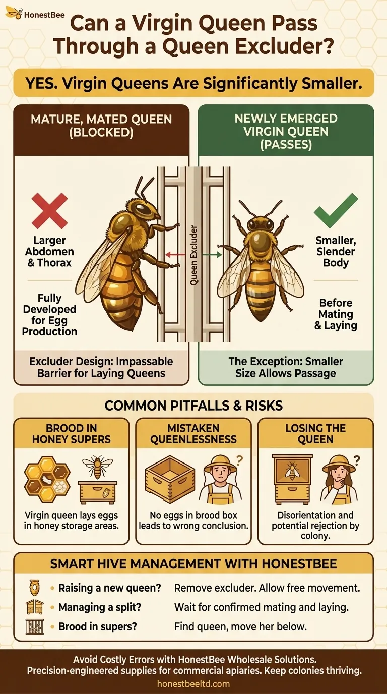 ¿Puede una reina virgen pasar a través de un excluidor de reinas? Comprendiendo la excepción crítica a la regla. Guía Visual