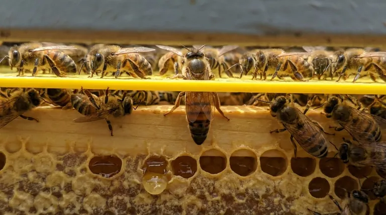 처녀 여왕벌이 여왕벌 배제기를 통과할 수 있나요? 규칙의 중요한 예외 사항을 이해하기.