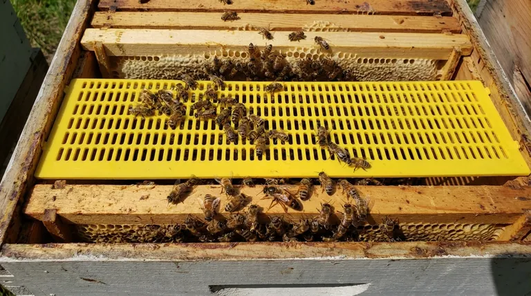 여왕벌은 여왕벌 배제기(queen excluder)를 통과할 수 있을까요? 벌통 관리의 한계 이해하기