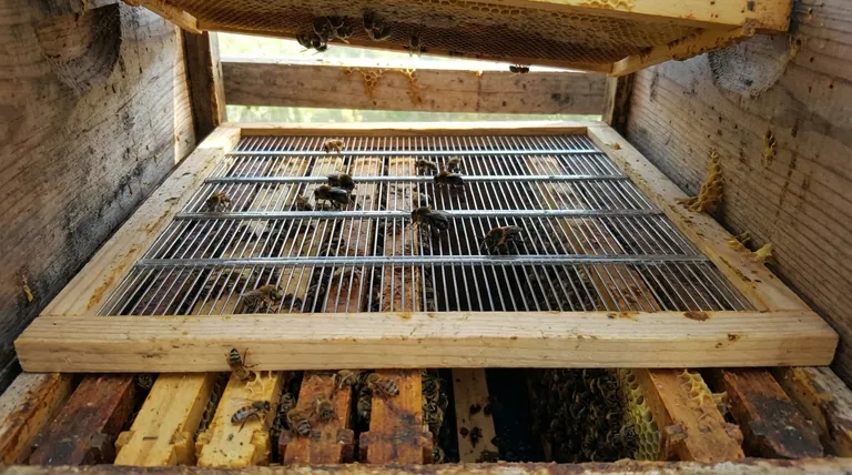 Can drones get through a queen excluder? Avoid Trapped Drones for a Healthier Hive