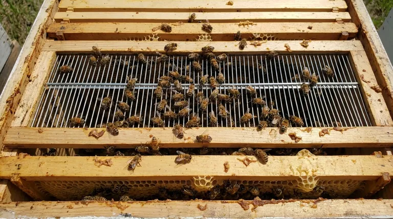 Should you use queen excluders? Maximize Honey Harvests & Simplify Hive Management