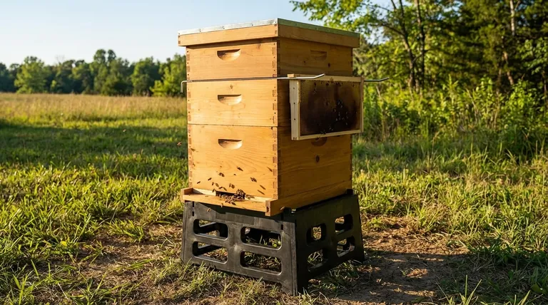How high should a bee hive stand? Find the Perfect Height for Hive Health & Beekeeper Comfort