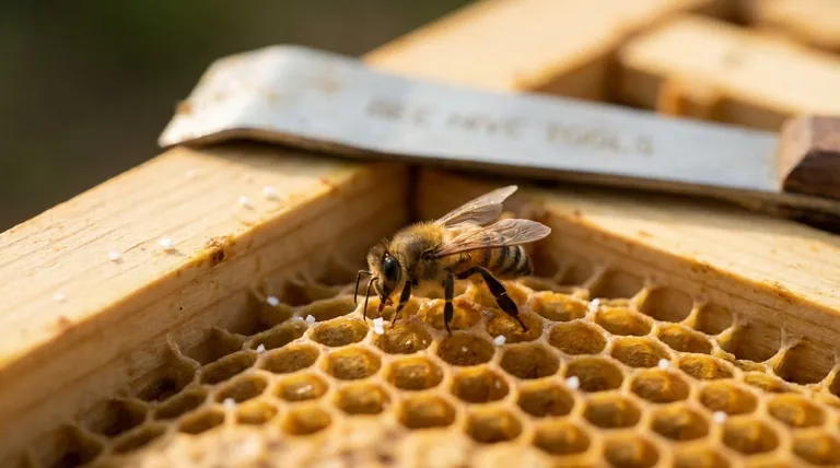 폴리스티렌은 꿀벌에게 유독한가요? 군집 건강에 대한 숨겨진 위협