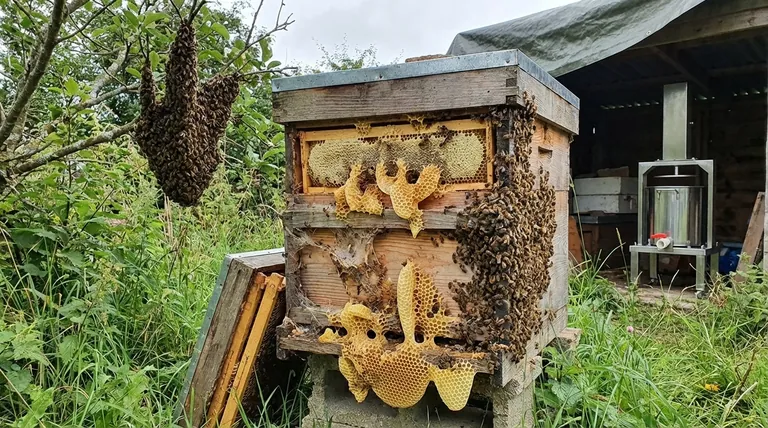 Que se passe-t-il si vous ne retirez pas le miel d'une ruche ? Les risques d'une mauvaise gestion de l'espace