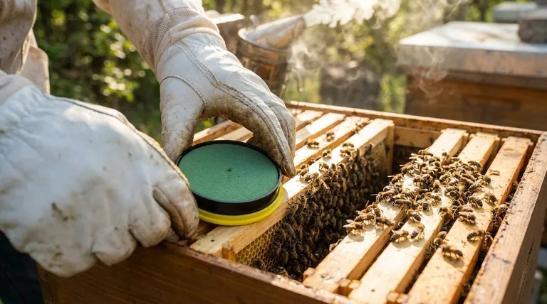 L'apiculture est-elle difficile pour les débutants ? La vérité non fardée sur la gestion moderne des ruchers