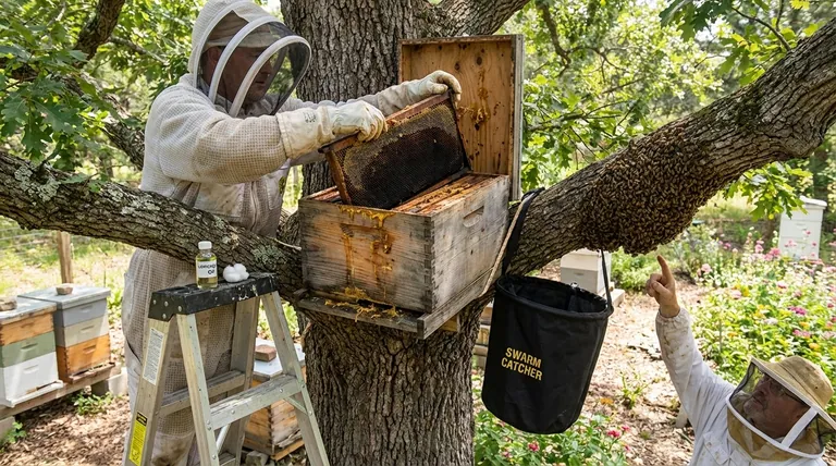 벌통으로 벌을 유인하는 방법? 군집 포획 및 군집 확장을 위한 검증된 방법