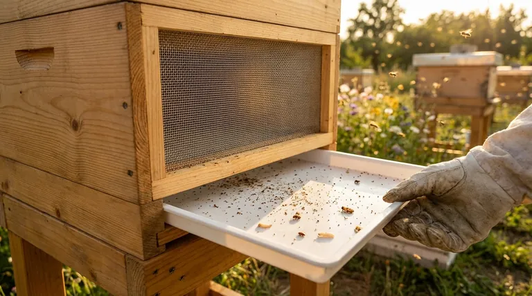 Каковы преимущества использования сетчатого дна в улье с точки зрения чистоты? Повышение здоровья и эффективности улья