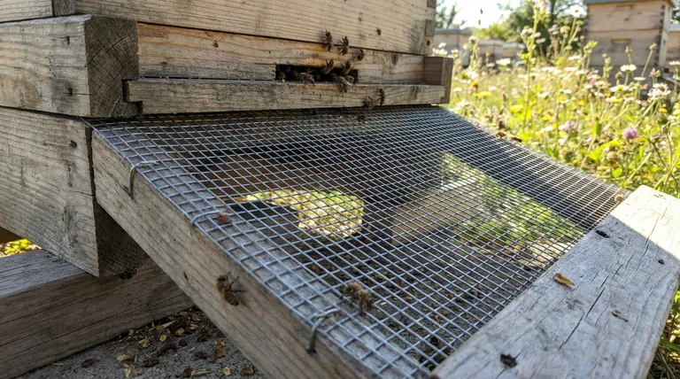 Como a tela de arame aumenta a durabilidade de uma colmeia? Previne a Podridão da Madeira e Aumenta a Vida Útil da Colmeia