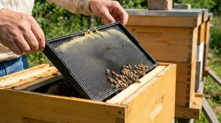 Quali sono i vantaggi dei telaini in plastica per le arnie? Aumenta l'efficienza e la durabilità dell'apiario