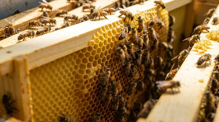 蜂蜡巢础片如何支持蜜蜂的自然行为?提升蜂群健康与蜂蜜产量