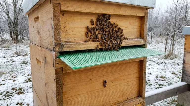 What happens if the queen excluder is placed too early in the season? Avoid this fatal mistake.