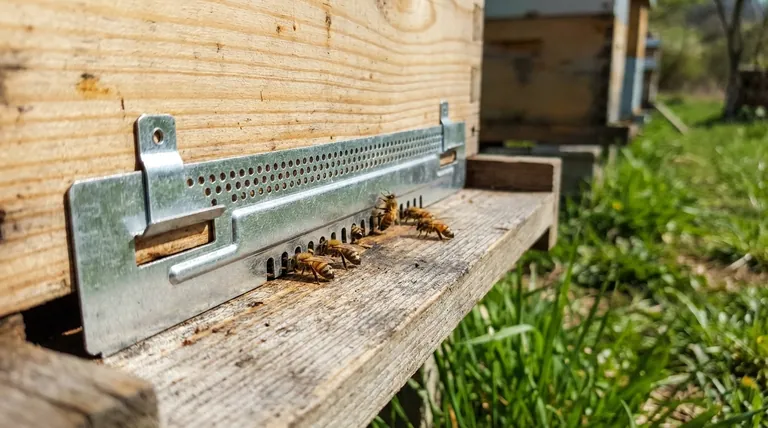 Qual è lo scopo principale di un ingresso dell'arnia? La chiave per la difesa dell'alveare e il controllo climatico