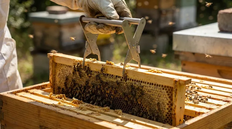 蜂箱取框器有什么用?实现安全、单手操作蜂框