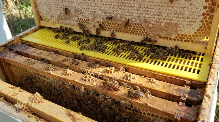 Каково назначение разделительной решетки в улье? Руководство по более чистой добыче меда