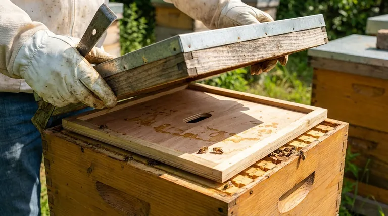 ما هي وظيفة الغطاء الداخلي في خلية النحل؟ ضروري لصحة الخلية وإدارتها