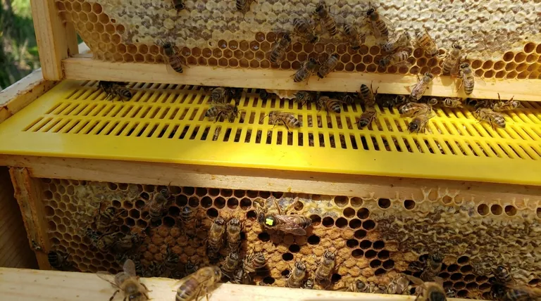 How does a queen excluder physically work? Master Hive Management for Cleaner Harvests
