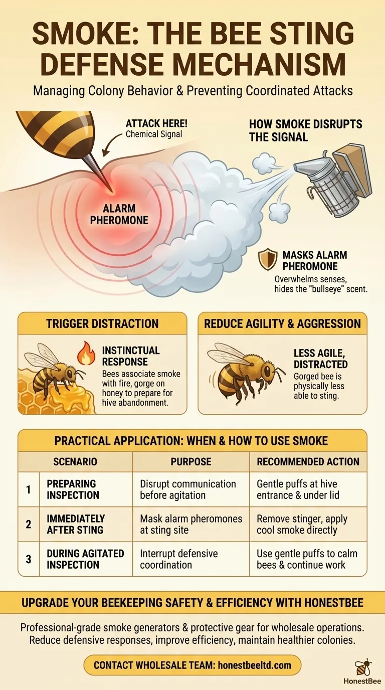 How can smoke help manage bee behavior after a sting occurs? Disrupt Alarm Pheromones to Prevent Swarm Attacks Visual Guide