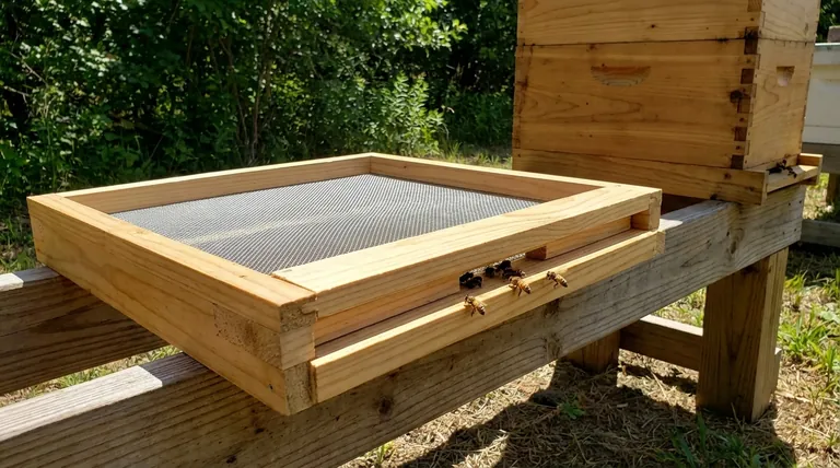 Quelle est la fonction d'un plancher de ruche ? Une clé pour la santé de la ruche et le contrôle des parasites